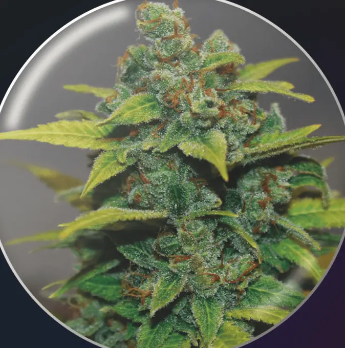 bairesgrow 68ac9955 da60 420f 8161 cf4d8f34dc291132.webp
