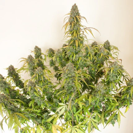 bairesgrow 69a39ff6 1476 481a 8483 c85321c8b1e2968.webp