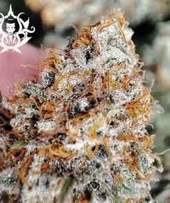 bairesgrow 69afc6ff 949c 43db bea4 62198707b85712578.webp