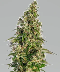 AFGHANI #1 AUTO - 3