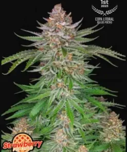 bairesgrow 6adac47a 793c 48cb 8961 0f95379e1d8a1478 1.webp