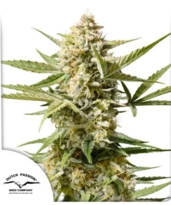 bairesgrow 6c19ee4b 5648 4dca 8a0d 359cf50c5a59964.webp