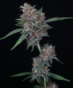 bairesgrow 6c27feda cf95 4926 be97 e39e3432bd2612775.webp