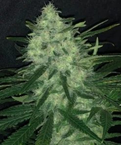 WEDDING CAKE - 4