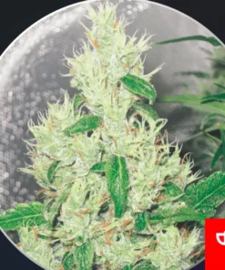 bairesgrow 6dbe5a98 6855 4c87 ac10 a30a533c4d611146.webp