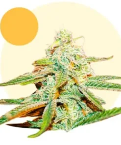 bairesgrow 6e6552ae a407 40c5 be02 efec4845e339373 2.webp