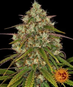 LIBERTY HAZE