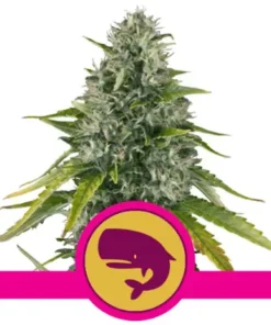bairesgrow 70ee3f65 cb2d 4c76 b3b3 ac7c15b3bc54693.webp
