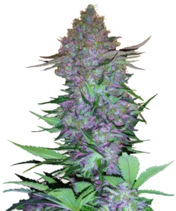 bairesgrow 71eb2bb0 cc5c 4171 8df5 1ef4a9d029d012540.webp