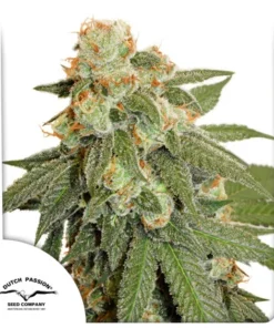 bairesgrow 72ed81dc 6de8 4d52 8581 643386542062986.webp