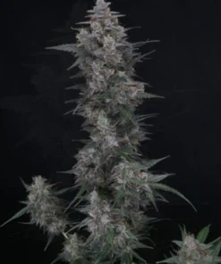 bairesgrow 75b4bf99 e3f8 4935 b6a6 6c8a9455ba5312782.webp