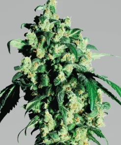 bairesgrow 763169df 199e 466f 8a34 7a78b814ea0f1333.webp