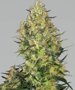 bairesgrow 783b590c d469 42a6 afe0 9dc6d072c9f51338.webp