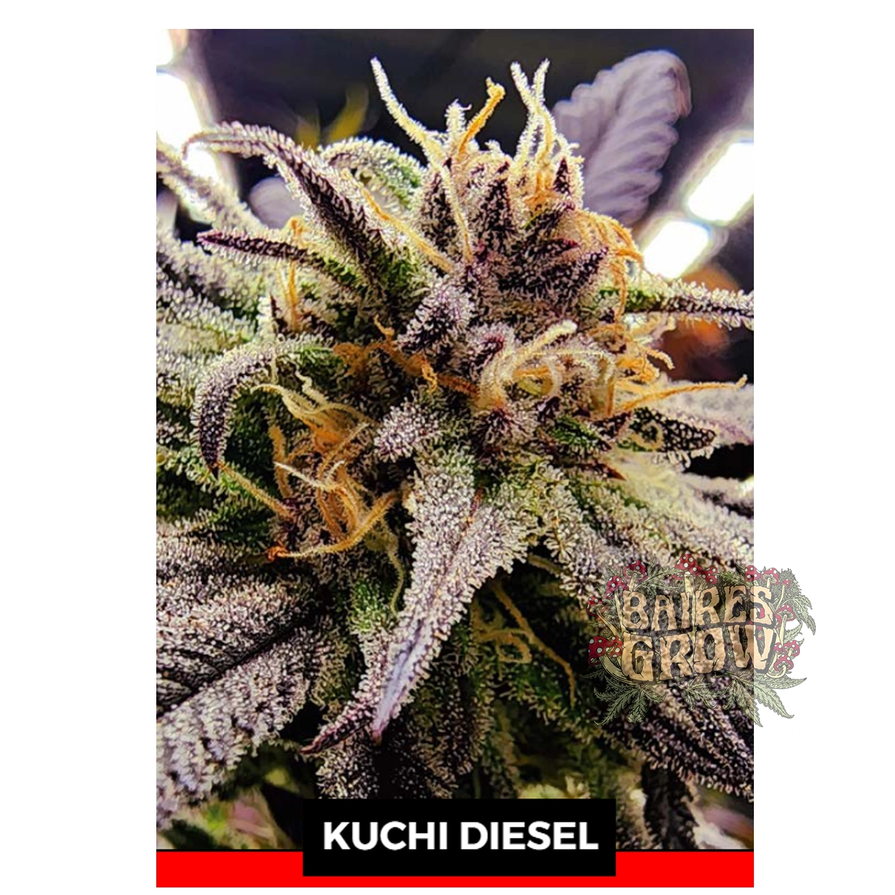 bairesgrow 79e32914 cf33 4544 b692 abb4e6db8f2812230.webp