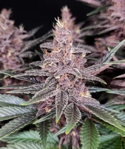 bairesgrow 7a05ae4c f4fc 4763 9795 0bc92ce311d712575.webp