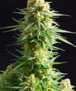 bairesgrow 7a18f24c 4404 4667 ade4 cc222b06819c12470.webp