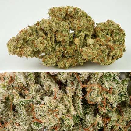 bairesgrow 7a8addd6 f3b1 4f09 9877 e297596f9bfb988.webp