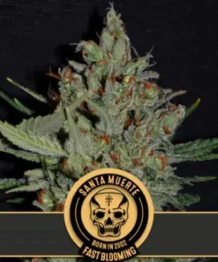 bairesgrow 7b0e438c b403 4da5 b9ed 1c2e7207c49b1184.webp