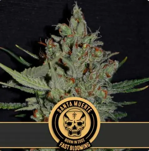 bairesgrow 7b0e438c b403 4da5 b9ed 1c2e7207c49b1184.webp