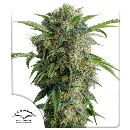 bairesgrow 7c11a059 7fc0 4f27 9e81 b24ee81cba0d968.webp