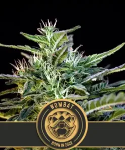 bairesgrow 7cf9e494 3a5d 4350 a101 65fa41168e1e1156.webp