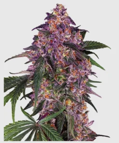 bairesgrow 7e23f623 910e 4c9b 8cb9 0d10bf71758212555.webp