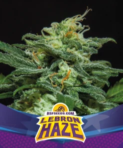bairesgrow 803b92f4 52ae 4942 a240 7d4ae99f6f121571 4.webp