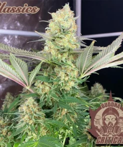 bairesgrow 80d89d2e 4c9f 49f6 9020 4eceda0de8ff12577.webp