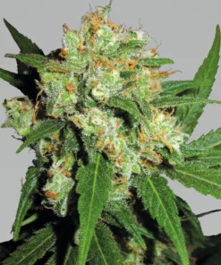 bairesgrow 8131e330 33cb 461d bd24 57f60ef3ed631343.webp