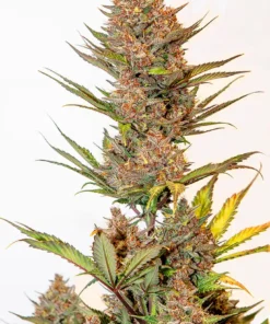 bairesgrow 834a4494 72ad 4124 9c2f 20d750d3745712721.webp