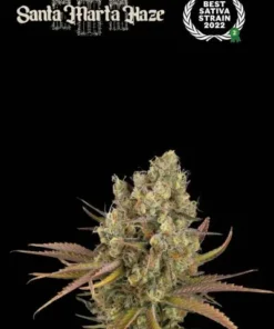 bairesgrow 847f46fc a128 4e0a a936 9b1ccf1b57f812074.webp