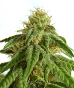 AFRODITE - 5