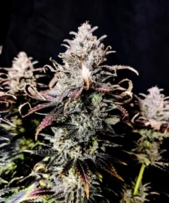 bairesgrow 89770ebe f8df 446e 8215 f7e85ed780ef12762.webp