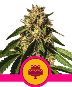 WEDDING GELATO
