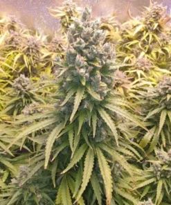bairesgrow 8a08b36d 8ab1 48aa 8386 1d73636c5654975 3.webp