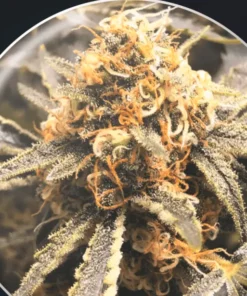 bairesgrow 8aca2427 f6c5 4b5d b2ac 7ce9ed1166611150.webp