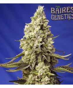 bairesgrow 8d5fad36 dee9 41ae bad6 3d496701a47012205 2.webp