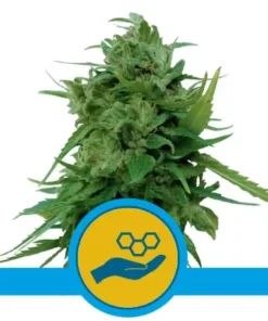 bairesgrow 8dc94123 0d55 43b5 a97a 323215948513625 2.webp