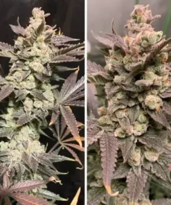 bairesgrow 9043cc60 b37a 4105 a61b 961b103f41f51059.webp