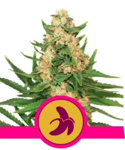 bairesgrow 90d39d5a 0800 4e1b b5b0 8cde3f686626797.webp
