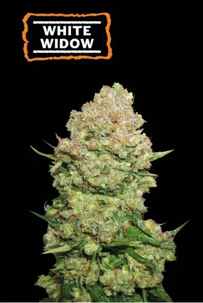 bairesgrow 9171b6cd 0b4e 45d8 8cd4 6ead878bcc6a12092.webp