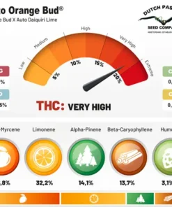 bairesgrow 920b0ac3 1d7d 47c2 9e07 7ec931490c90986.webp