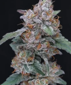 bairesgrow 92f3d660 cfa2 42eb ad9b 81aaf57d7c0d12789.webp