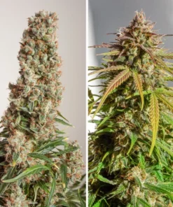 bairesgrow 93619bac 0954 4b63 8378 5fb7d045d1c9986.webp