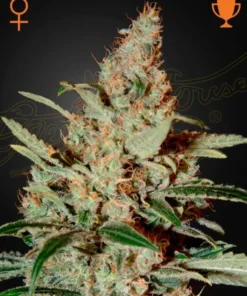 bairesgrow 936f0f0f 2680 49ea 9055 79bd046087c0466.webp