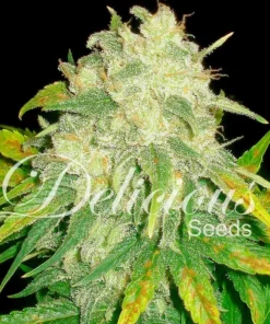 bairesgrow 93d4e09a 476a 4a1c 8e78 3c6ff7bb75a612060.webp