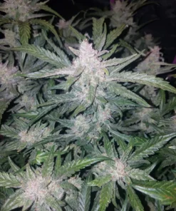 bairesgrow 944c0cd4 a0d8 4f04 b6c8 8408da2d6ce91448 1.webp