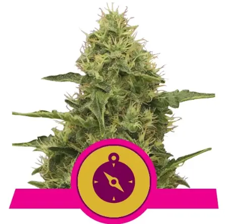 bairesgrow 957b2f24 fad0 4196 9199 e7f28908bbfd669.webp