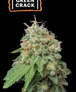 bairesgrow 95b64506 0bc5 47e5 9688 f1738636bf1c12447.webp