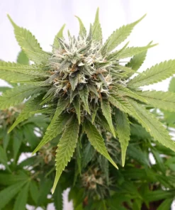 bairesgrow 97a15bba 6e1c 41b5 befe 714bdb37419612477.webp
